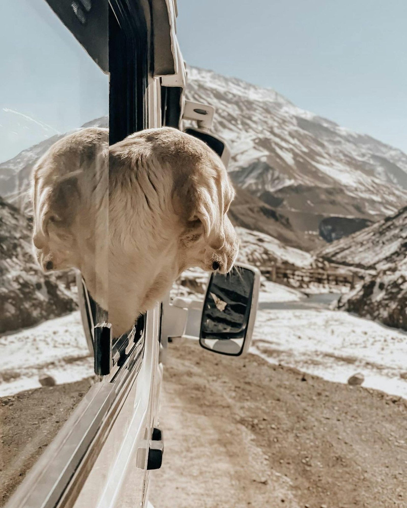 A Golden Retriever looks out a car window during a snowy mountain road trip.