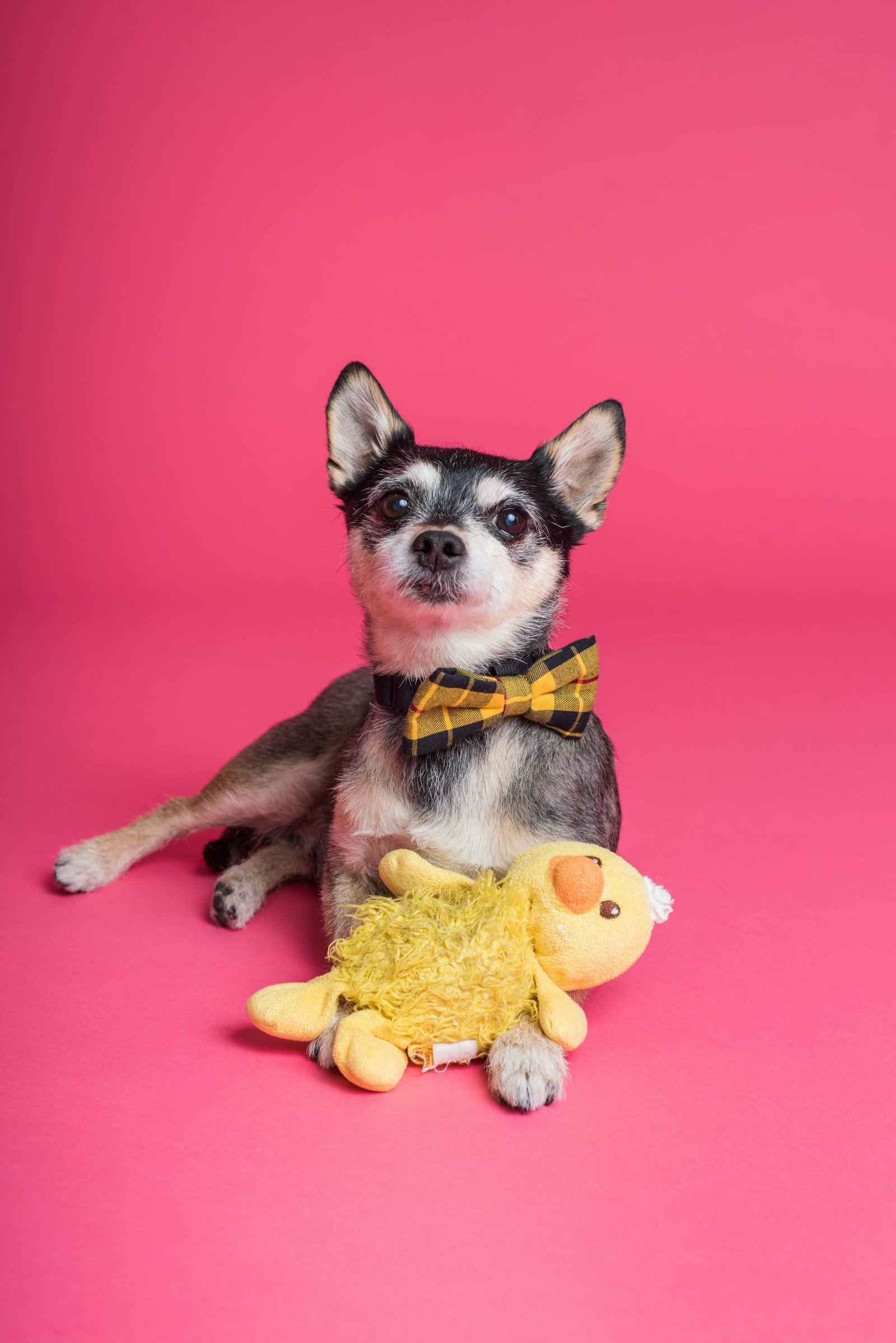Adorable Chihuahua wearing a bow tie, posing on a pink backdrop with a yellow plush toy.