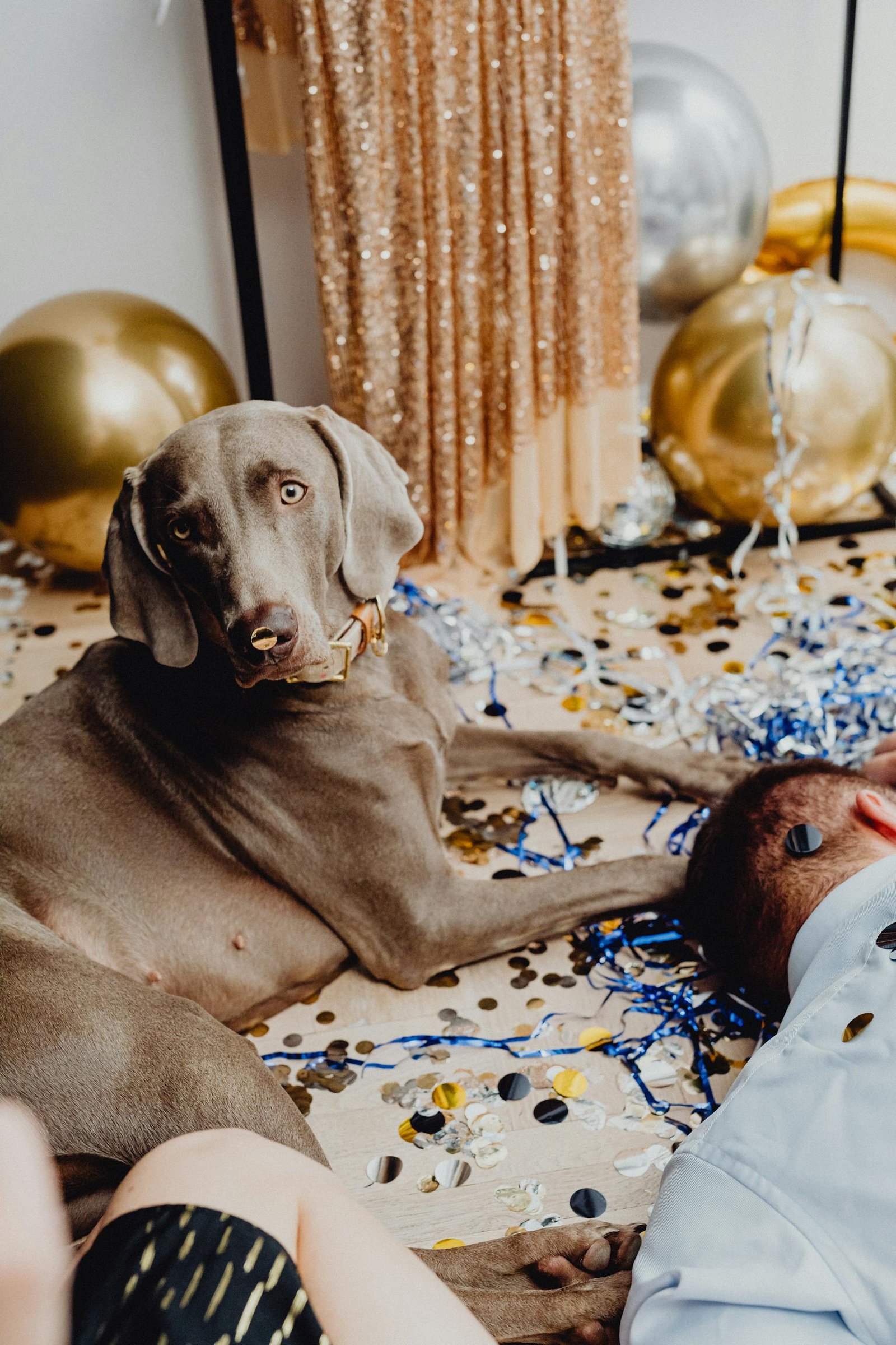 A Weimaraner dog amidst festive decorations, balloons, and confetti indoors.