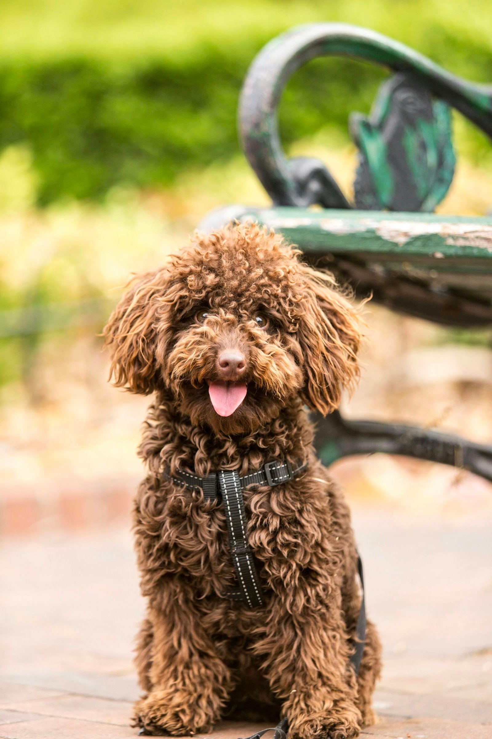 Cute brown miniature poodle sitting on a park path with tongue out.