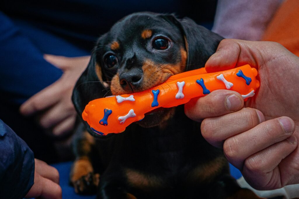 Adorable Dachshund puppy nibbling on a bright orange chew toy featuring bone designs.