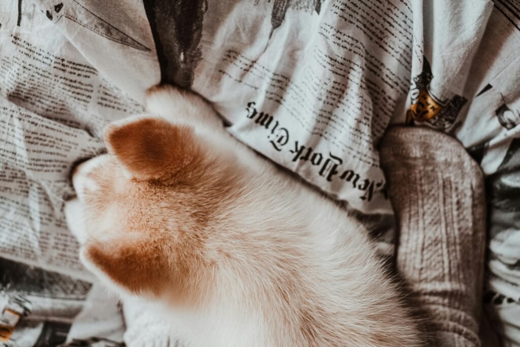 Hydrocortisone ear cleaner for dogs & cats – Zymox solutions compared
