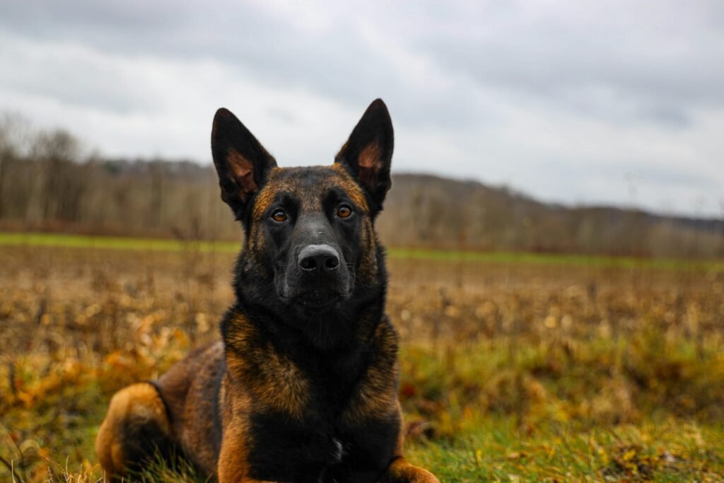 Portrait of a German Shepherd dog resting outdoors on grass with a cloudy sky.